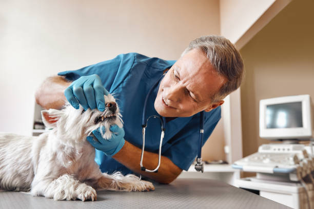 Best Same-Day Emergency Dental Services in Carrizo Hill, TX